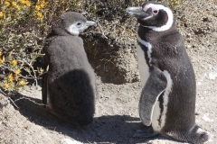 Two Magellanic Penguins Chilling at the El Pedro Lodge near Puerto Madryn