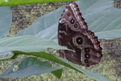 Butterfly in Costa Rica Butterfly in Costa Rica