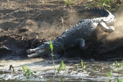 A Crocodile Entering the Tarcoles River in Costa Rica