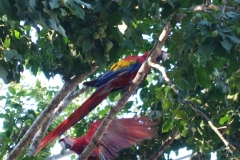 Two Colorful Macaws in a tree in Costa Rica Two Colorful Macaws in a tree in Costa Rica