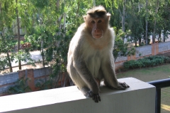 A Monkey sitting comfortably on a teacher's balcony at The International School Bangalore