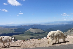 Mountain Goats are walking along the road at the top of Mount Evans in Colorado