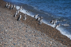 Penguins near El Pedral Lodge shoreline near Puerto Madryn, Argentina