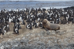 Wildlife sitting on an island in the Beagle Channel