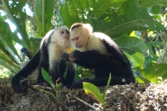 Monkeys along Cathedral Point Trail in Manuel Antonio National Park in Costa Rica