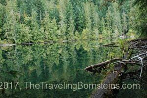 Coastal Rainforest (MacMillan Provincial Park, Vancouver Island, British Columbia)