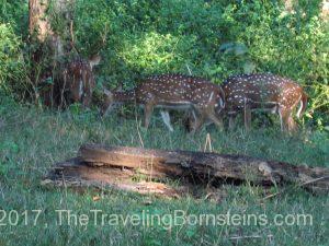 Indian Spotted Deer at Kabini Resort in India near Mysore