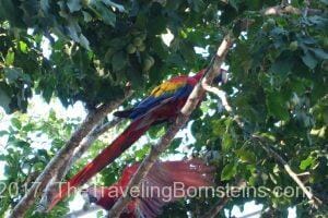 2 Macaws in a tree in Costa Rica