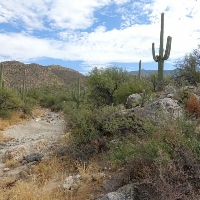 Tanque Verde Trail Ride in Arizona