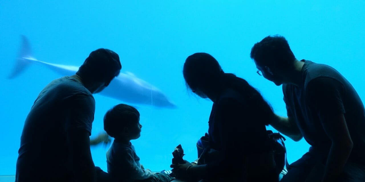 Family enjoying Shedd Aquarium in Chicago