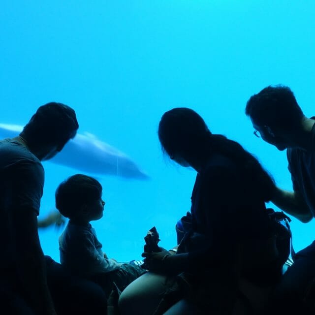 Family enjoying Shedd Aquarium in Chicago