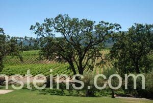 B R Cohn Vineyards in Sonoma County California