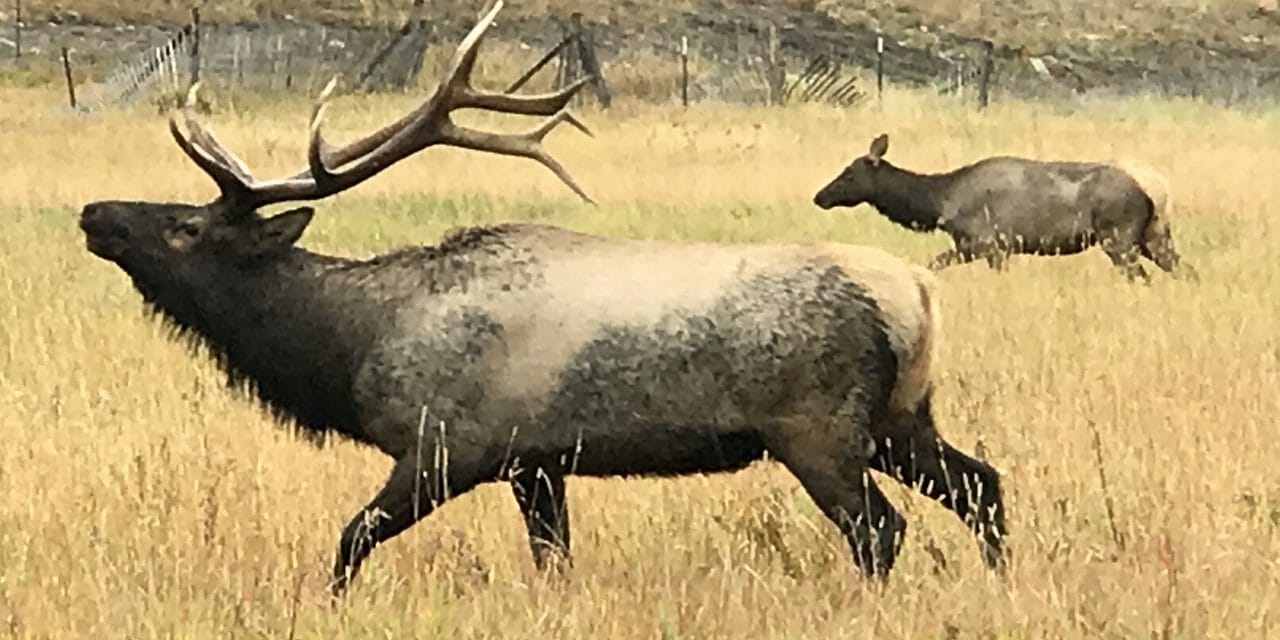 Elk bugling at Rocky Mountain National Park