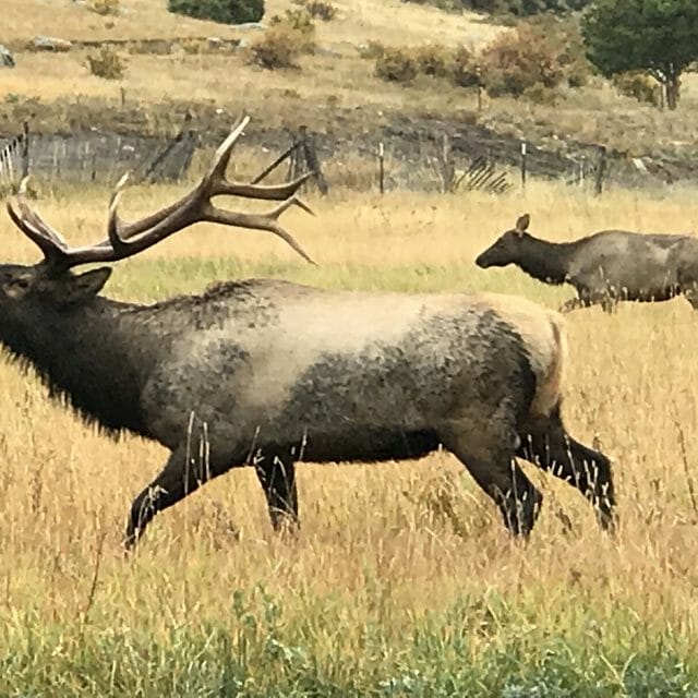 Elk bugling at Rocky Mountain National Park
