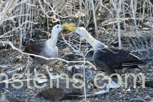 Galapagos Waved Albatrosses Mating Ritual