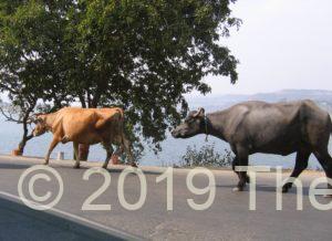 Cows sharing the roadway near Pune