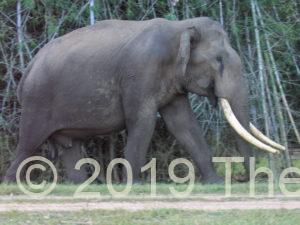 Elephant seen during a safari at Kabini River Lodge