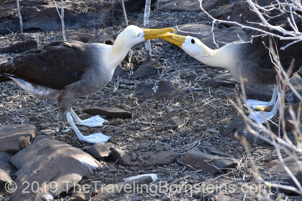 Waved Albatross Mating Ritual