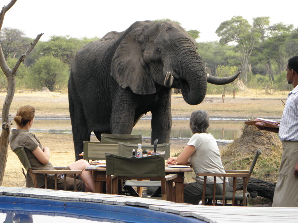 Breakfast Visitor at The Hide; Photo Provided by Hills of Africa Travel