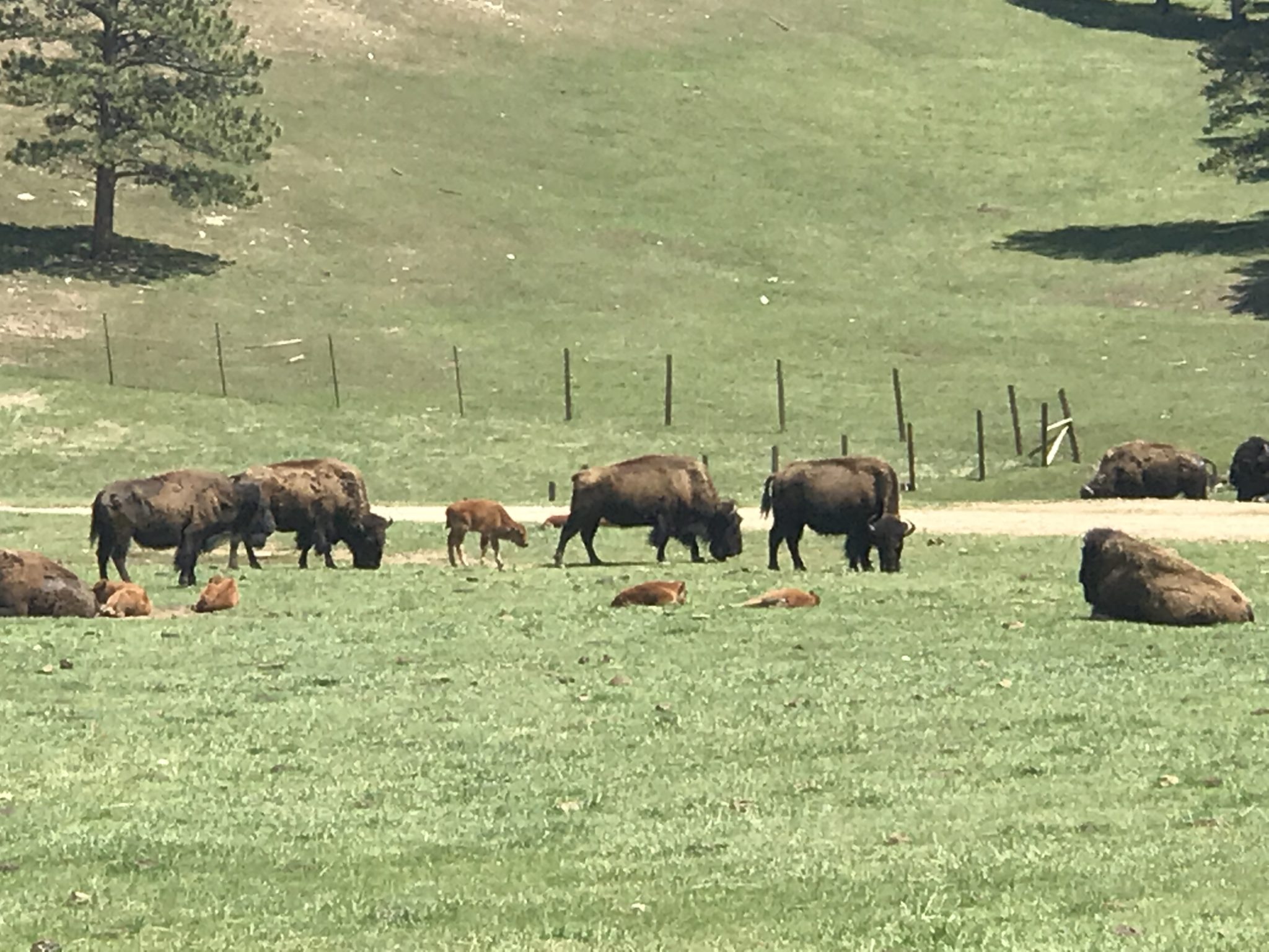 SBornstein Denver Genesee Park Bison grazing in the meadow | The ...