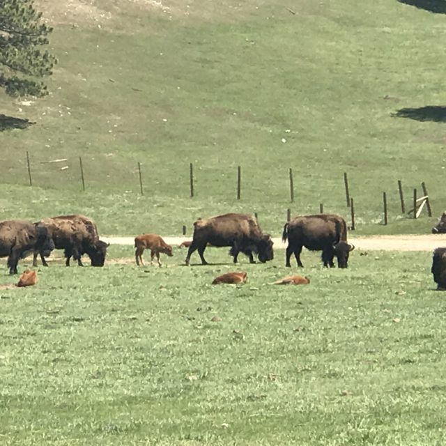 Denver Genesee Park Bison grazing in the meadow