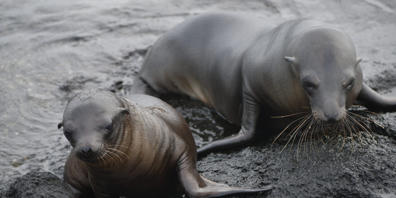 Mother Sea Lion with her baby, Fernandina Lava Field