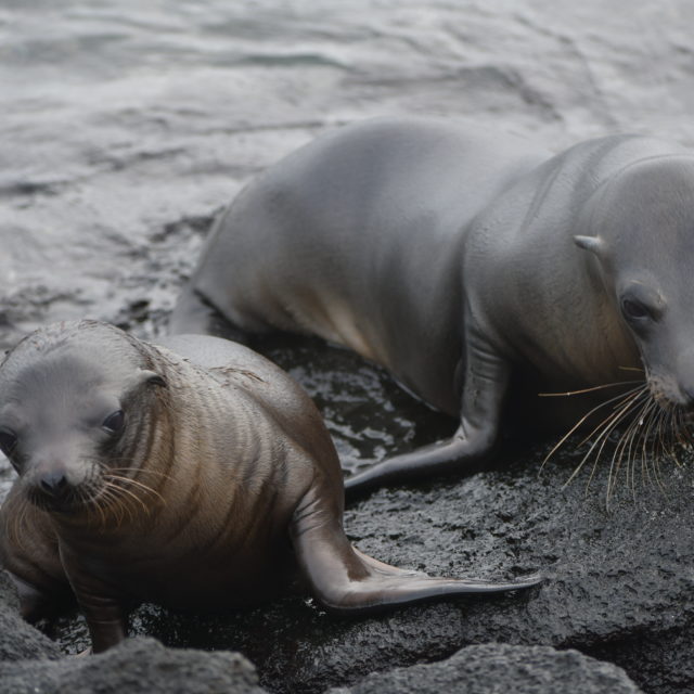 Mother Sea Lion with her baby, Fernandina Lava Field